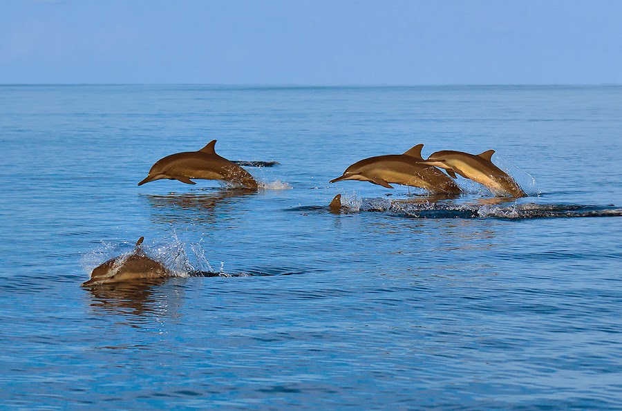 Ocean Tours Oman — photo 5