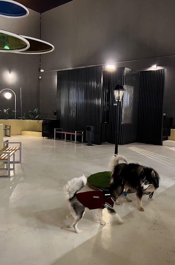 The Social Pup — photo 3